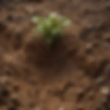 Diagram showing the impact of soil texture on plant growth and ecosystem health