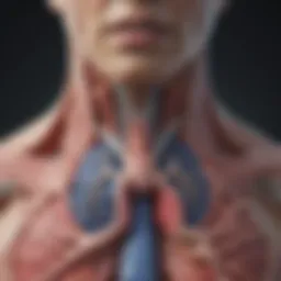 Illustration of pleural anatomy highlighting the pleura surrounding the lungs