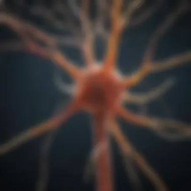 Types of Sensory Neurons Infographic showcasing different types of sensory neurons