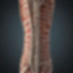 Illustration depicting the anatomy of the spinal cord and its surrounding structures