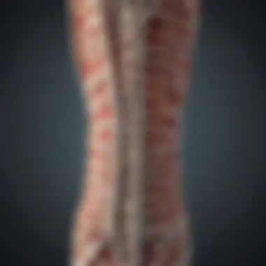 Illustration depicting the anatomy of the spinal cord and its surrounding structures