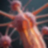 Cellular mechanisms in breast cancer