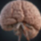 Illustration depicting brain regions affected by multiple sclerosis