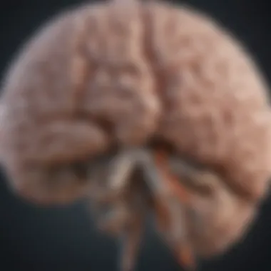 Illustration depicting brain regions affected by multiple sclerosis