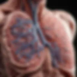 Illustration depicting the cellular changes in pulmonary fibrosis.