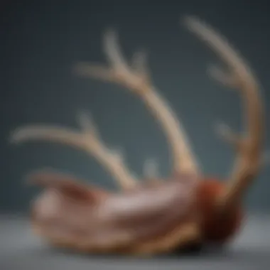 Potential Side Effects of Elk Velvet Antler Illustration of potential side effects associated with elk velvet antler supplementation