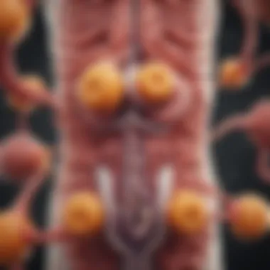 Diagram showing vitamin absorption in the gut